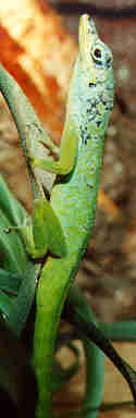 Anolis Mamoratus